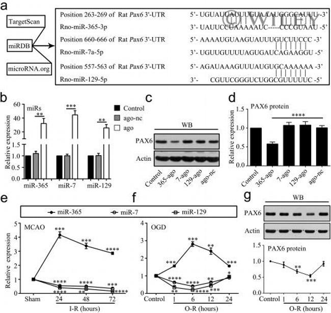 PAX6 Antibody in Western Blot (WB)