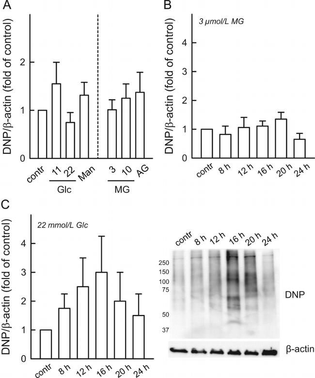 Dinitrophenyl-KLH Antibody in Western Blot (WB)