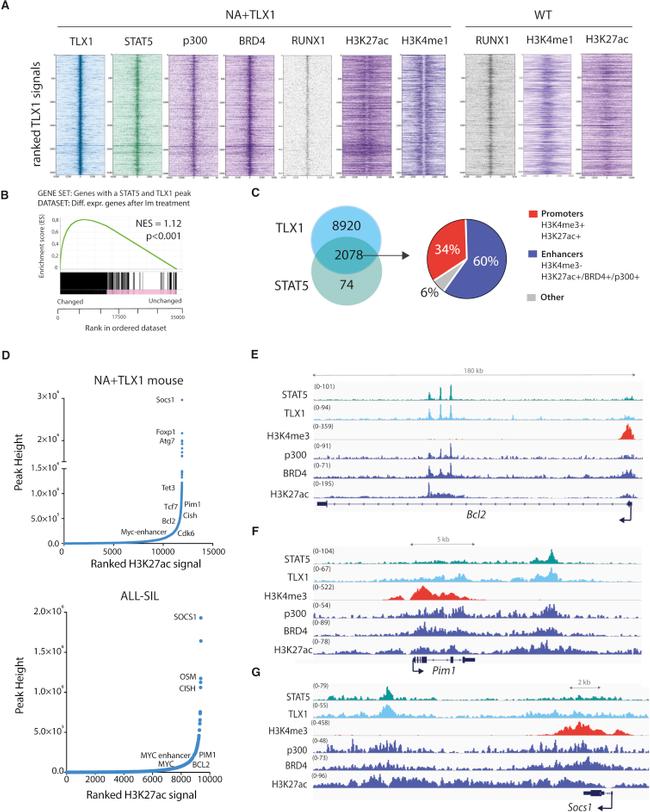 ETS1 Antibody in ChIP Assay (ChIP)