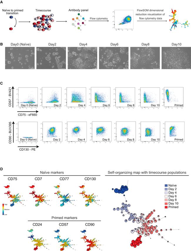 CD75 Antibody in Flow Cytometry (Flow)