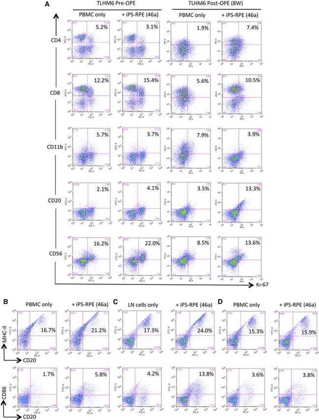 CD8a Antibody in Flow Cytometry (Flow)