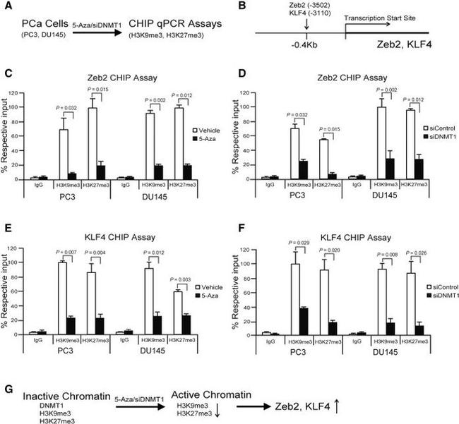 ZEB2 Antibody in ChIP Assay (ChIP)