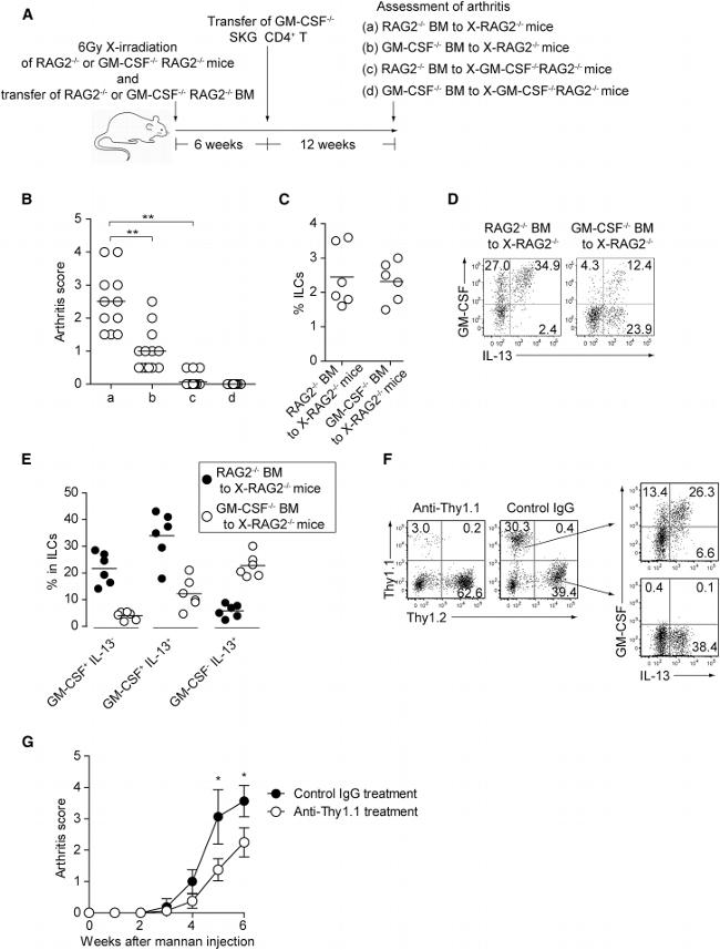 IL-13 Antibody in Flow Cytometry (Flow)