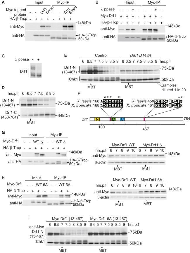 Chk1 Antibody in Western Blot (WB)