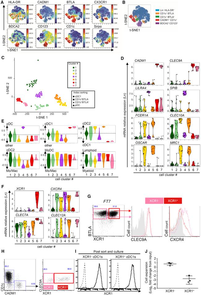 HLA-DR Antibody in Flow Cytometry (Flow)