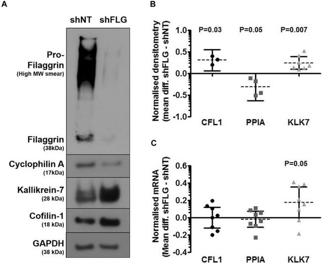 Cyclophilin A Antibody in Western Blot (WB)