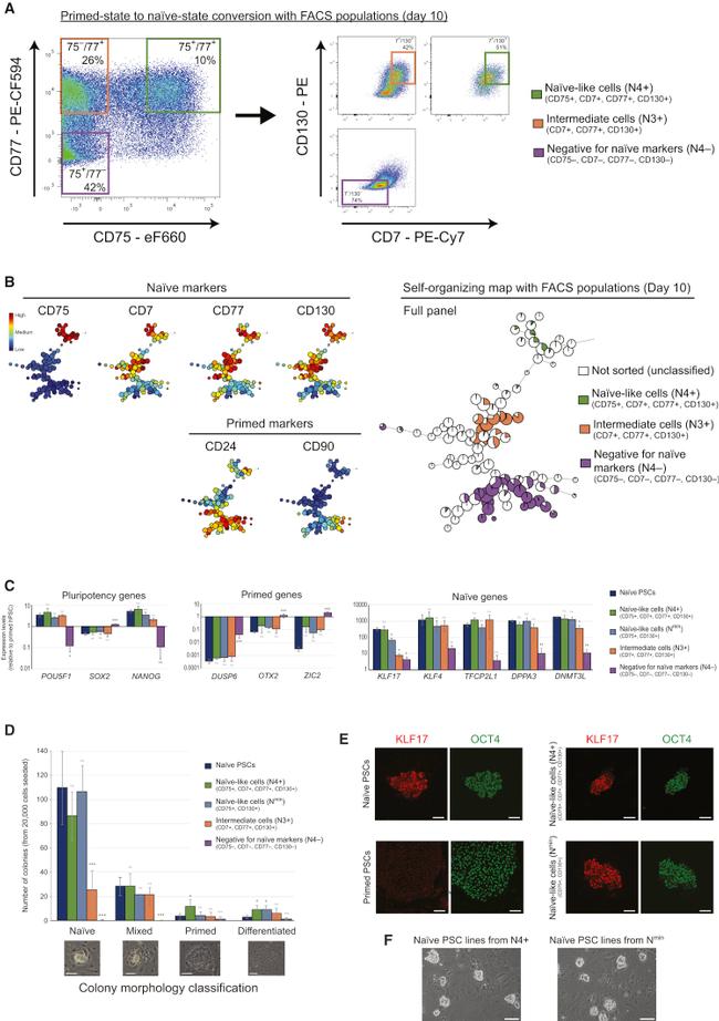 CD75 Antibody in Flow Cytometry (Flow)