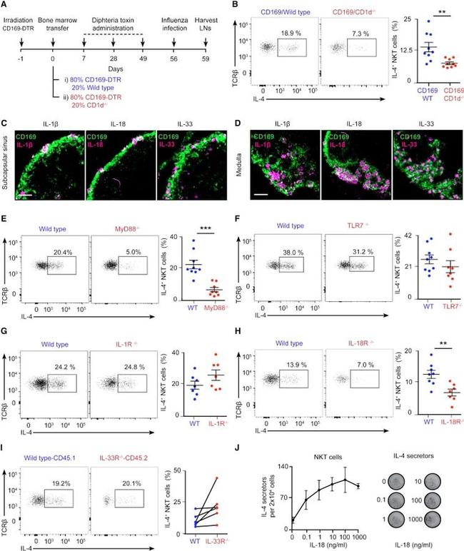 IL-4 Antibody in Flow Cytometry (Flow)