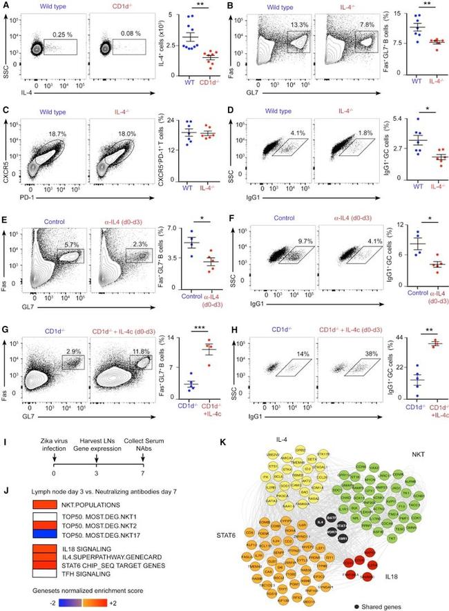 IL-4 Antibody in Flow Cytometry (Flow)