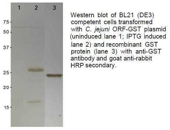 GST Tag Antibody in Western Blot (WB)