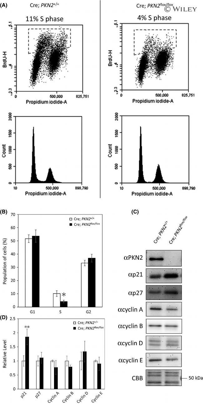 BrdU Antibody in Flow Cytometry (Flow)