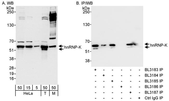 hnRNP-K Antibody in Western Blot (WB)