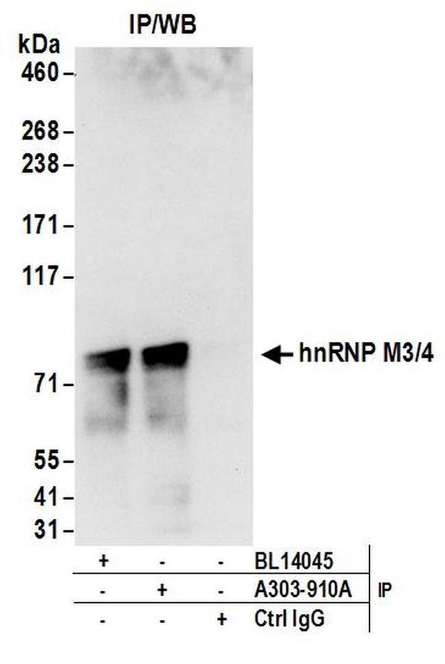 hnRNP M3/4 Antibody in Western Blot (WB)