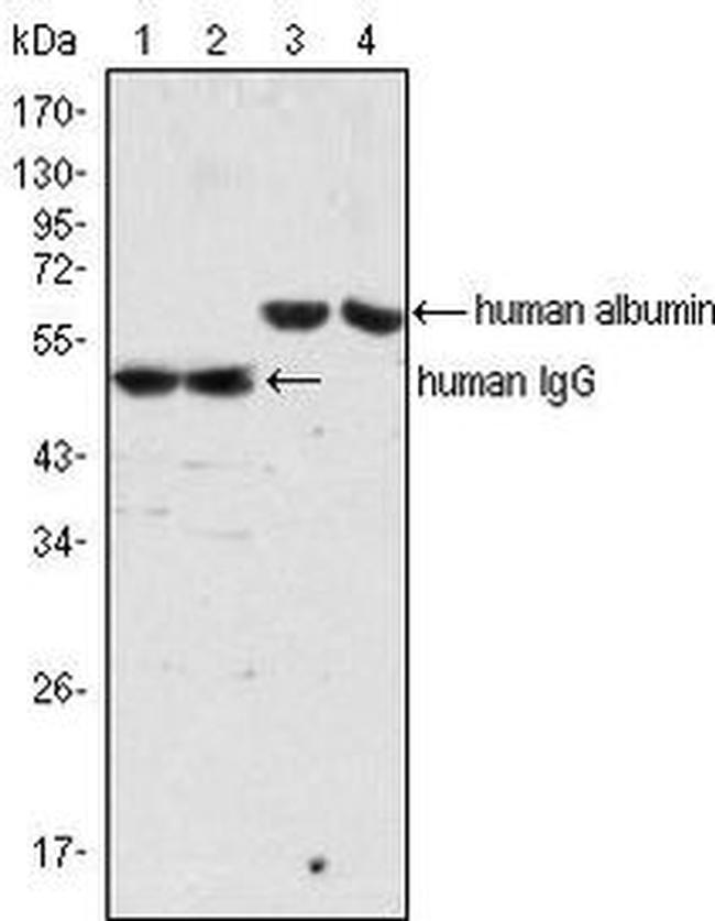 Human Serum Albumin Antibody in Western Blot (WB)