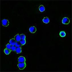 Human IgG Fc Secondary Antibody in Immunocytochemistry (ICC/IF)