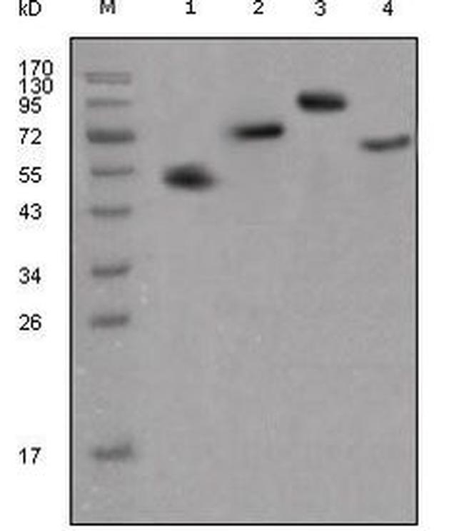 Human IgG Fc Secondary Antibody in Western Blot (WB)