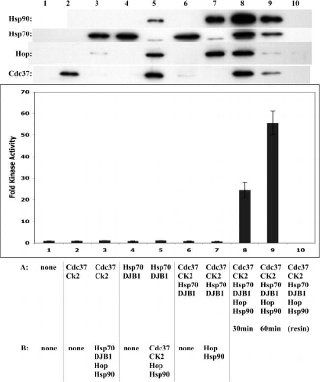 Cdc37 Antibody in Western Blot (WB)