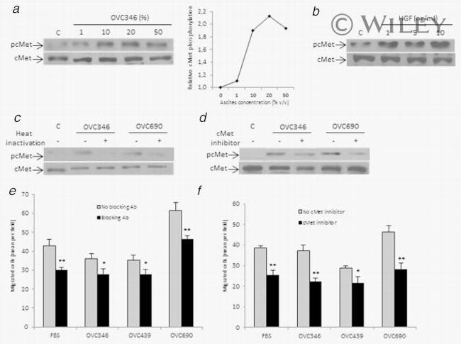 Phospho-c-Met (Tyr1230, Tyr1234, Tyr1235) Antibody in Western Blot (WB)