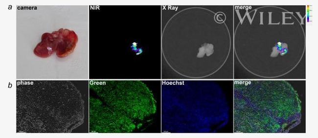 CD326 (EpCAM) Antibody in Immunocytochemistry (ICC/IF)