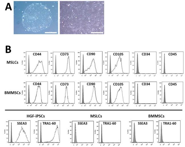 CD105 (Endoglin) Antibody in Flow Cytometry (Flow)