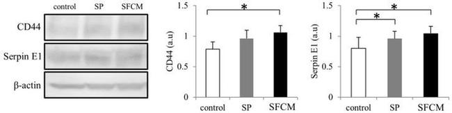 CD44 Antibody in Western Blot (WB)