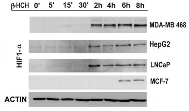 HIF1A Antibody in Western Blot (WB)