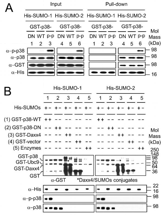 GST Tag Antibody in Western Blot (WB)