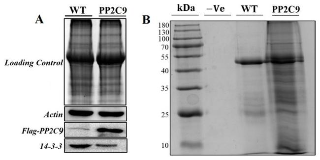 14-3-3 Pan Antibody in Western Blot (WB)