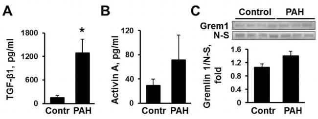 GREM1 Antibody in Western Blot, ELISA (WB, ELISA)