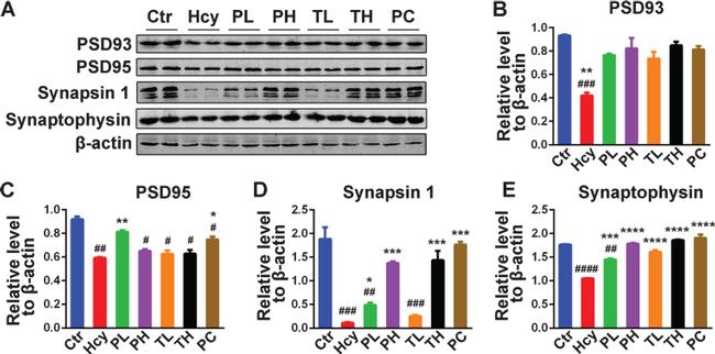 Synaptophysin Antibody in Western Blot (WB)