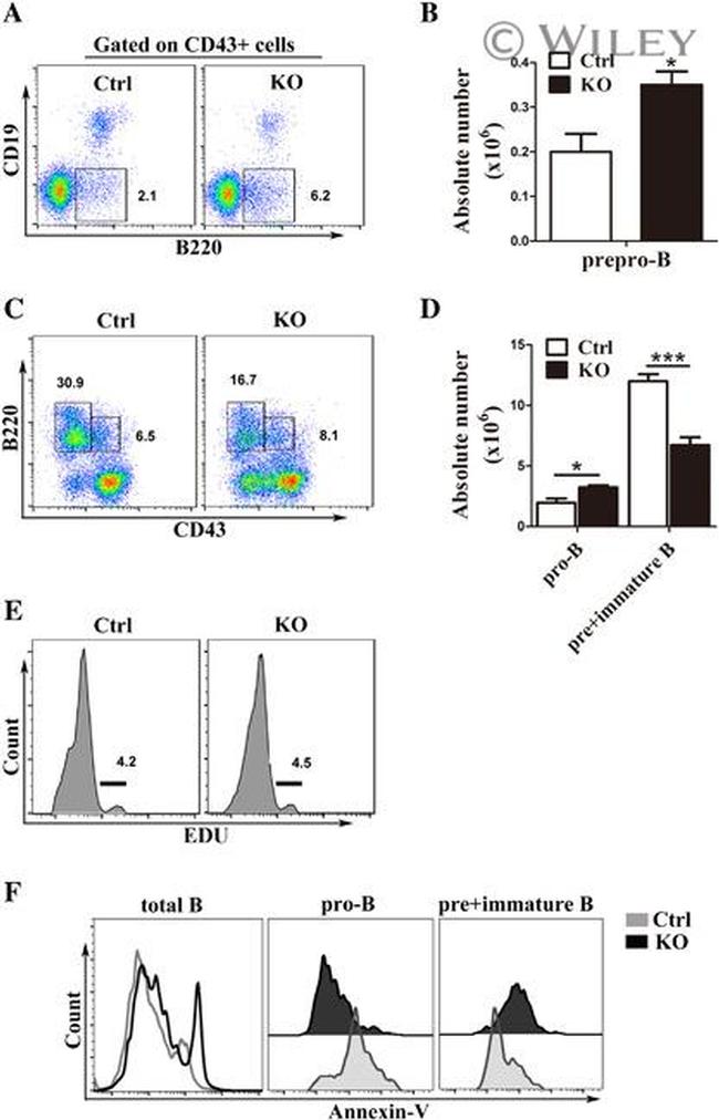 CD45R (B220) Antibody in Flow Cytometry (Flow)