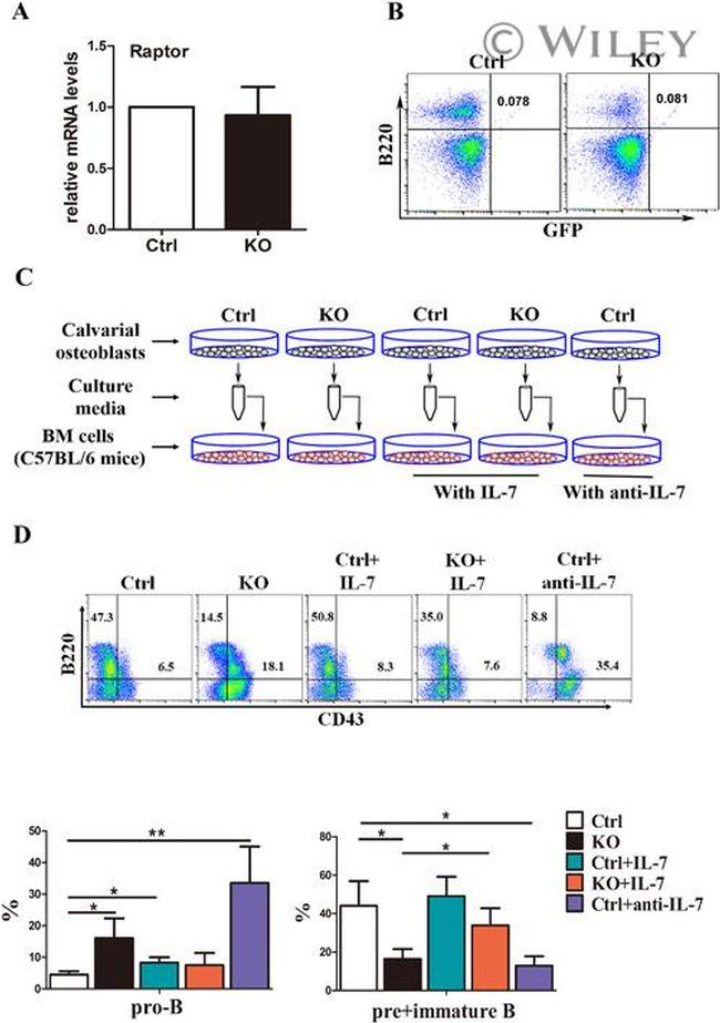 CD43 Antibody in Flow Cytometry (Flow)