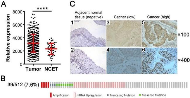 KDM5B Antibody in Immunohistochemistry (IHC)