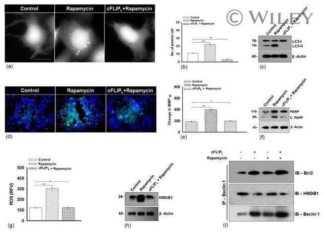 Bcl-2 Antibody in Western Blot (WB)