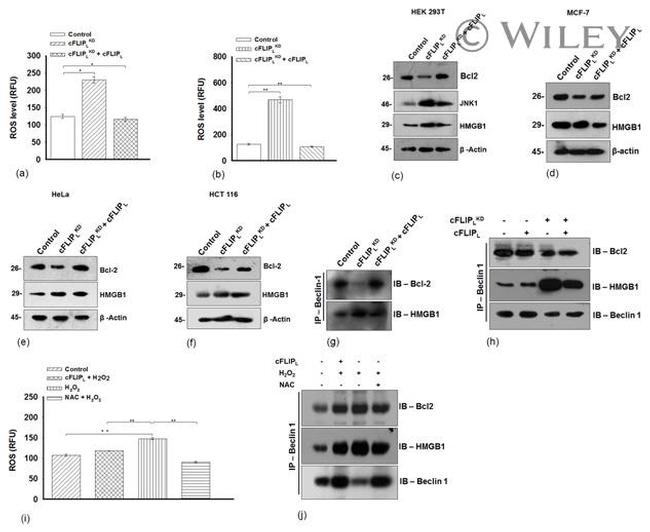 JNK1 Antibody in Western Blot (WB)