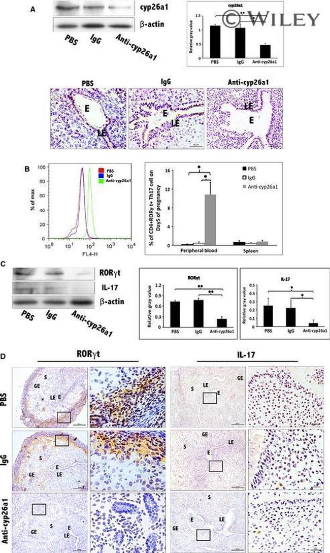 ROR gamma (t) Antibody in Immunohistochemistry (Frozen), Flow Cytometry (IHC (F), Flow)