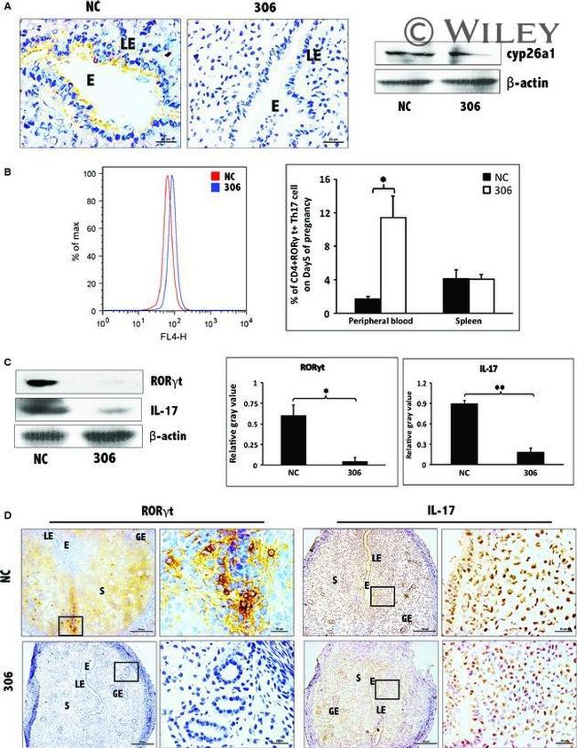 ROR gamma (t) Antibody in Immunohistochemistry (Frozen), Flow Cytometry (IHC (F), Flow)