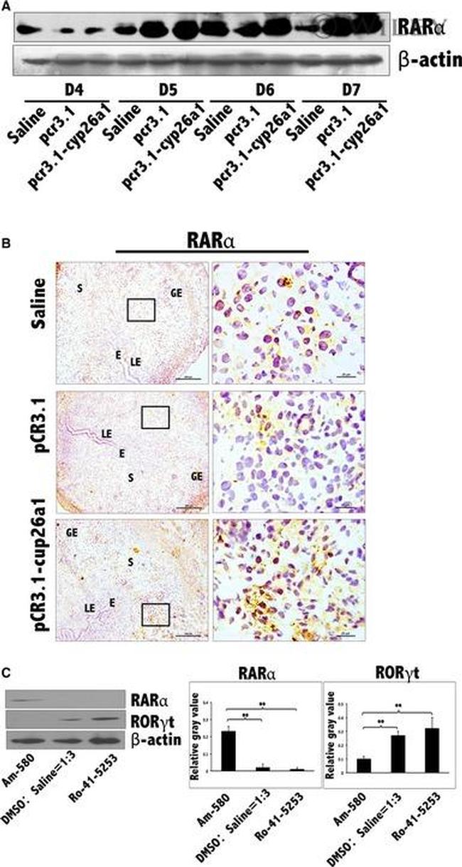 ROR gamma (t) Antibody in Western Blot (WB)