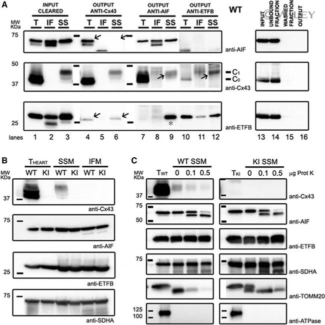 AIF Antibody in Western Blot, Immunoprecipitation (WB, IP)