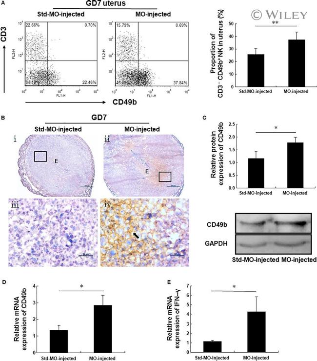 CD3e Antibody in Flow Cytometry (Flow)