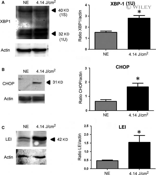 CHOP Antibody in Western Blot (WB)