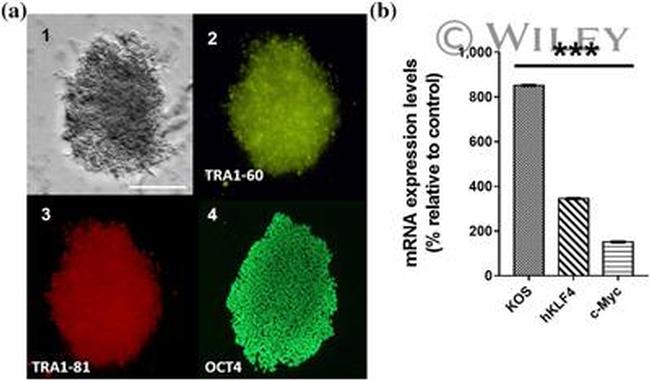 TRA-1-60 Antibody in Immunocytochemistry (ICC/IF)