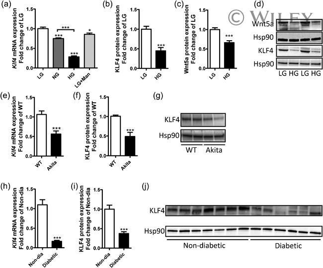 KLF4 Antibody in Western Blot (WB)