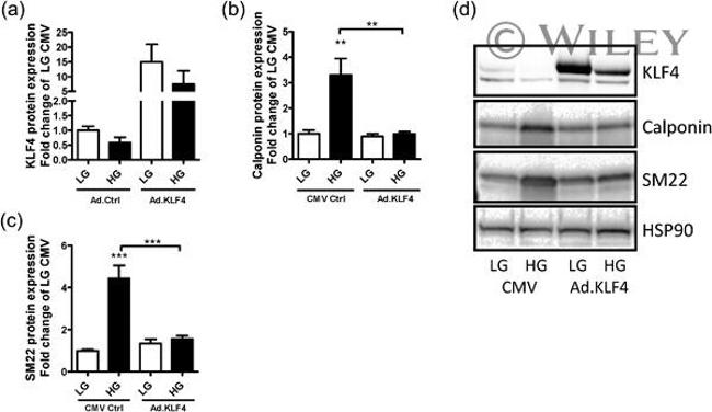 KLF4 Antibody in Western Blot (WB)