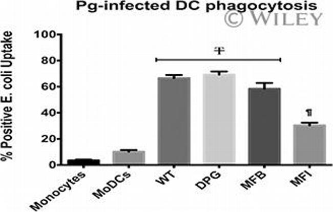 CD14 Antibody in Flow Cytometry (Flow)