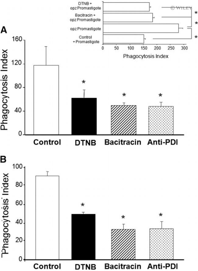 PDI Antibody in Neutralization (Neu)