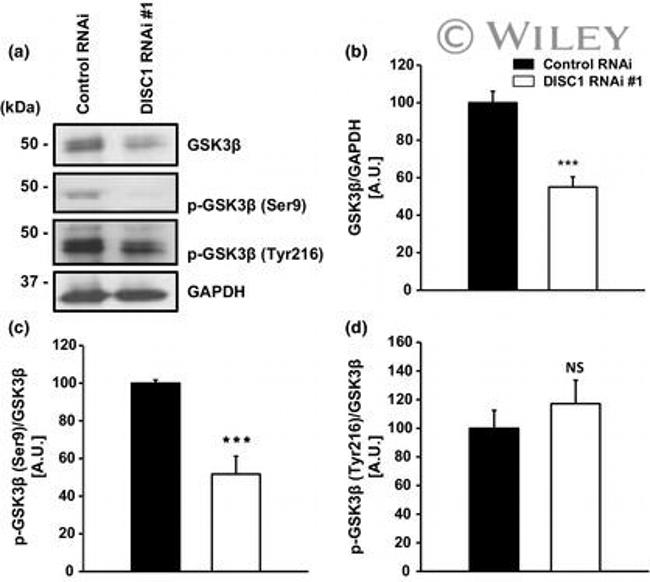 Phospho-GSK3B (Tyr216, Tyr279) Antibody in Western Blot (WB)