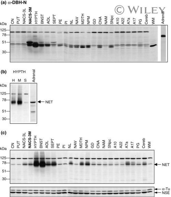 alpha Tubulin Antibody in Western Blot (WB)