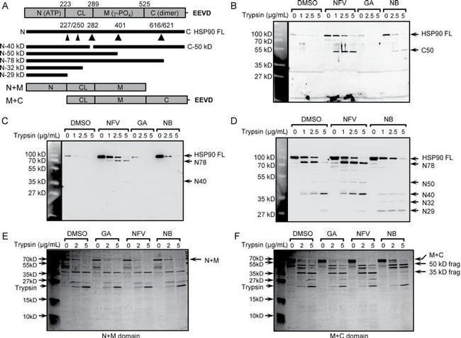 HSP90 alpha Antibody in Western Blot (WB)