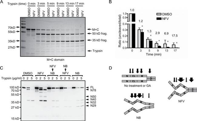 HSP90 alpha Antibody in Western Blot (WB)